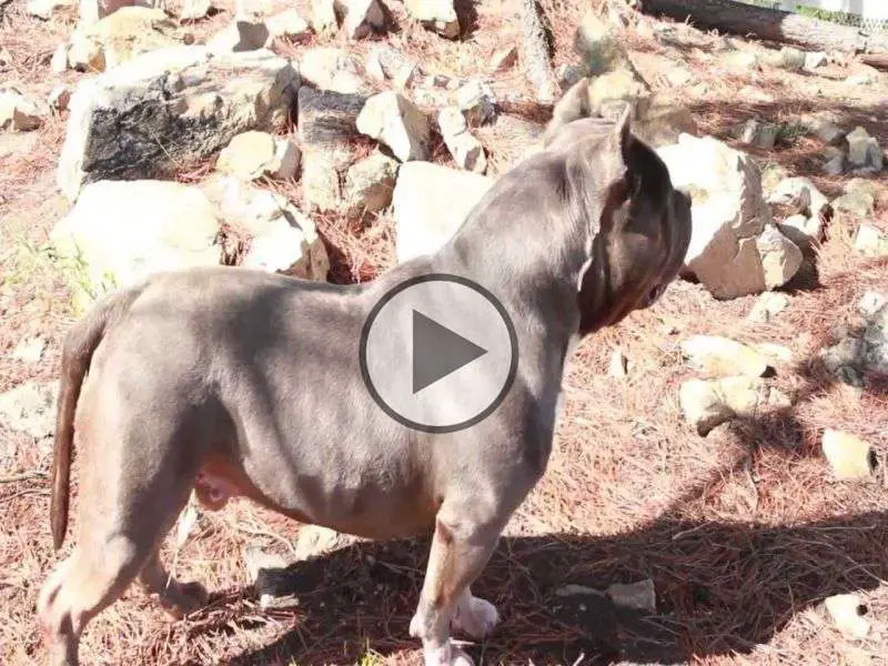 Famous AMERICAN BULLY Kennel