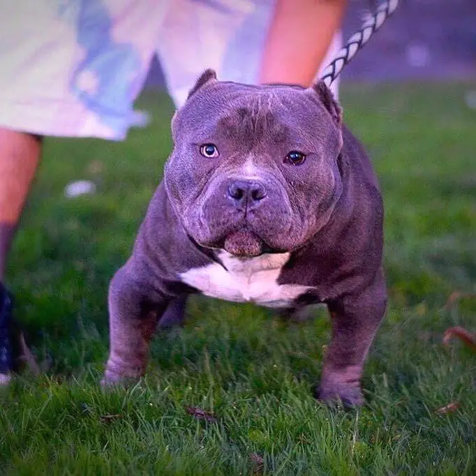 Pocket Size American Bully