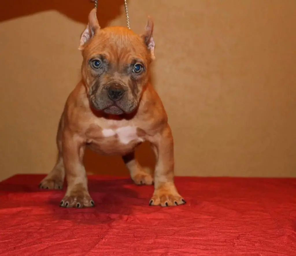 How to Choose The Right Food For Your American Bully? ⋆ American Bully