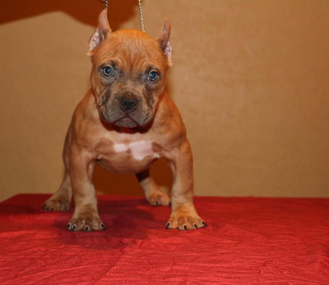 Brown American Bully Puppy Picture