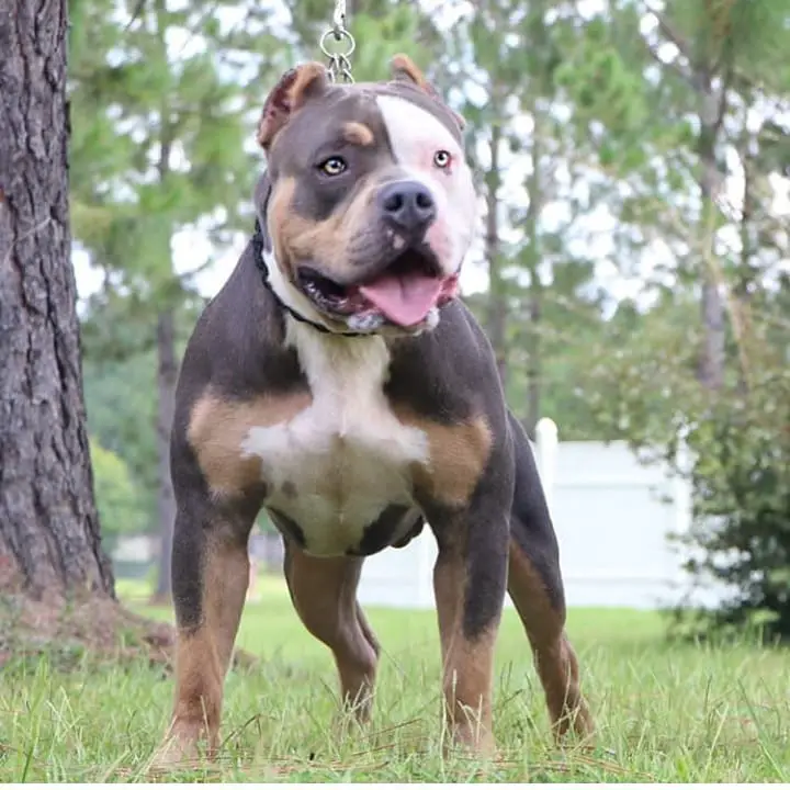 Standard Tri - colored American Bully