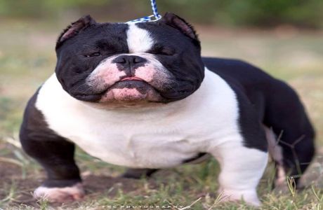 xl bully dog