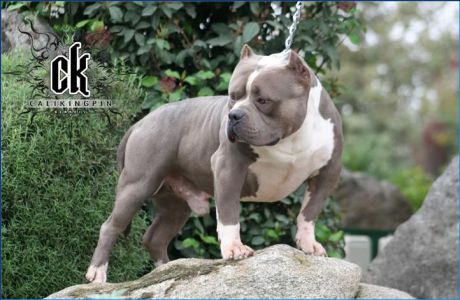 Cali Kingpin's Goliath II Exotic Bully