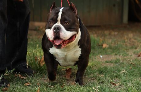 Dax Gottiline Exotic American Bully