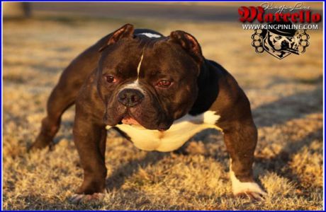 American Bully Gottyline Dax . The world most famous American Bully Dax -  Miniature, Pocket and Exotic Bully, Bullymon