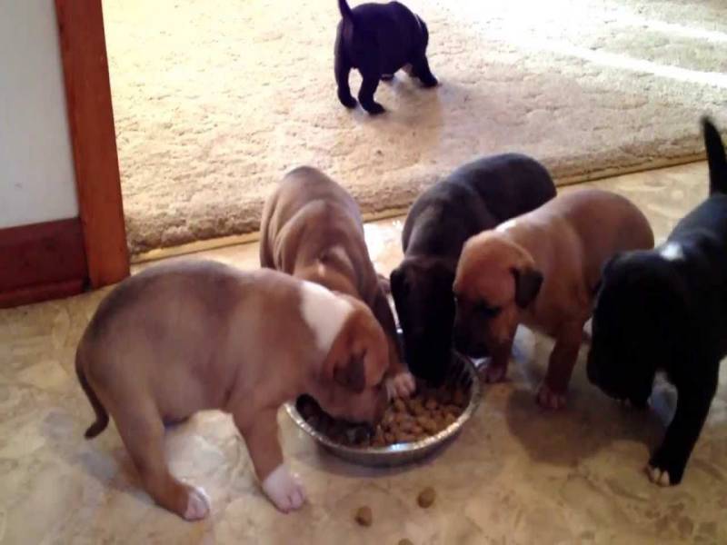 best diet for american bully puppy