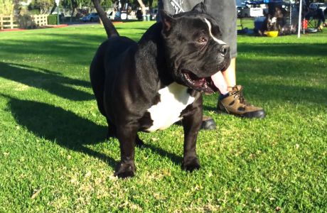 American Bully Gottyline Dax . The world most famous American Bully Dax -  Miniature, Pocket and Exotic Bully, Bullymon