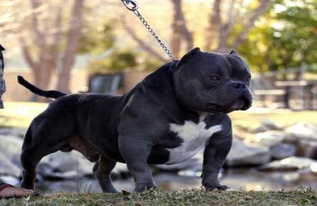 micro american bully dog