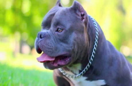 exotic pitbull dogs