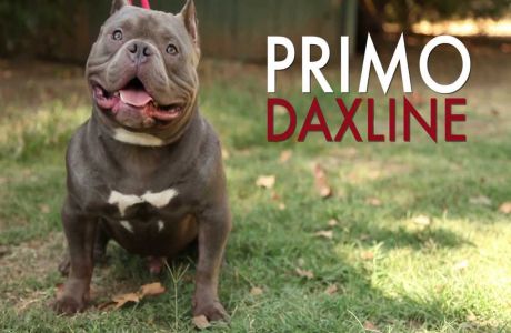 Primo DaxLine American Bully Exotic