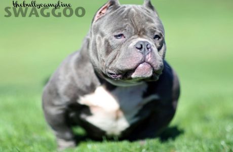 THE BULLY CAMP'S MR. SWAGGOO Exotic American Bully