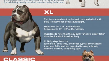 American Bully Information Archives • AMERICAN BULLY DOG BREED INFO CENTER