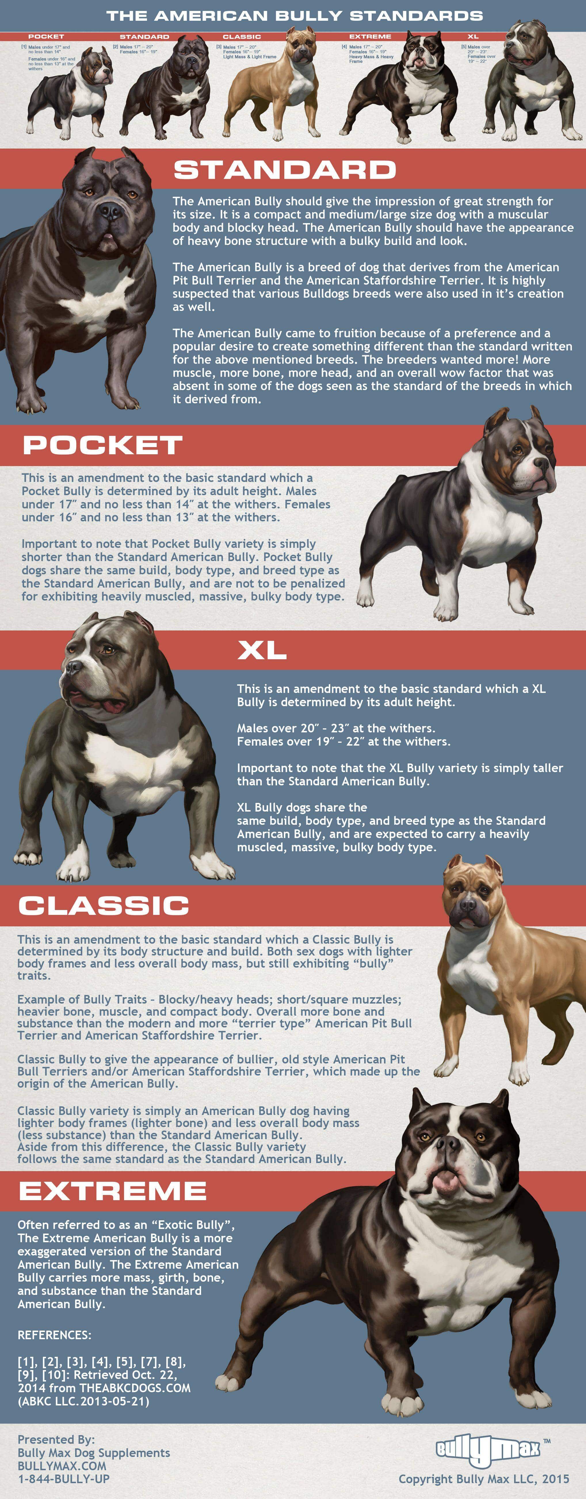 5 Types of American Bully (Sizes, Body & Head) ⋆ American Bully Daily