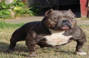 Exotic Bully - The Popular & Expensive List of Exotic Pitbull Dog ...