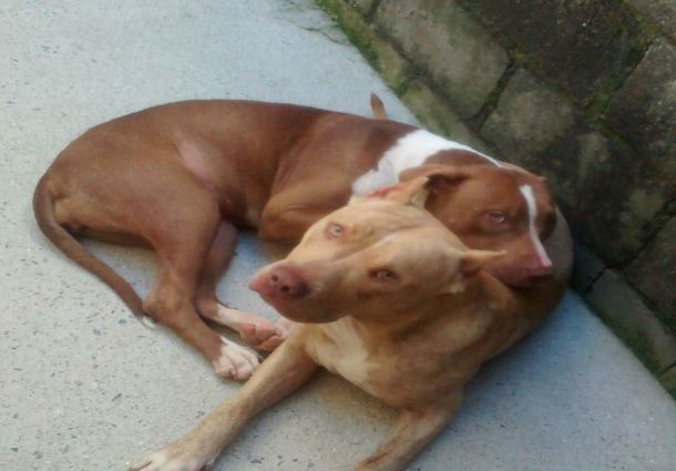 2 Adorable Red Nose Pit Bull Dog Adult