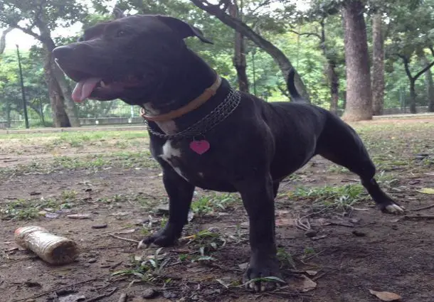 Adult Black Pitbull Dog with necklace