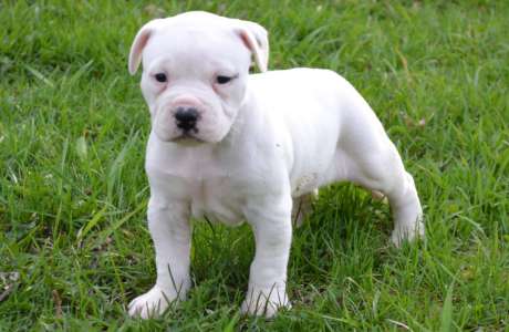 pitbull dog puppy white