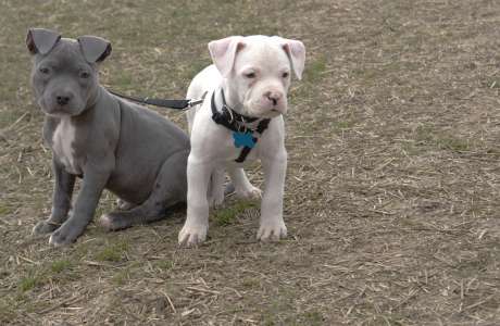 Types Of Pitbulls Chart