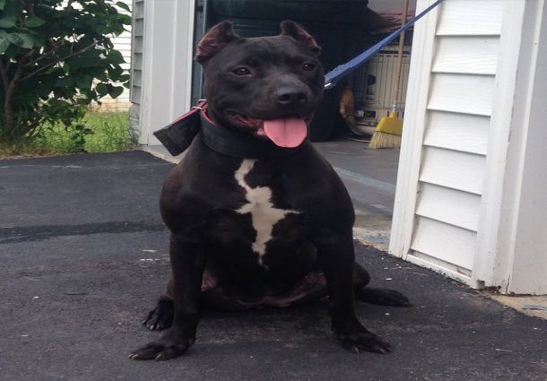 Beautiful Black Pit Bull Looks Happy