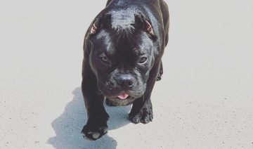 Black American Bully Puppy