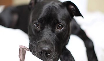 Black Pit Bull Dog Breed Picture