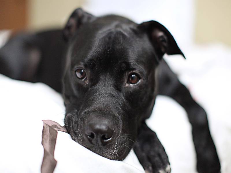 black pitbull stuffed animal