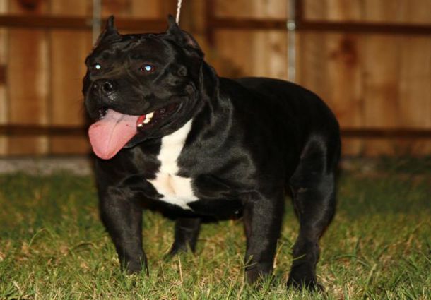 black pitbull with yellow eyes