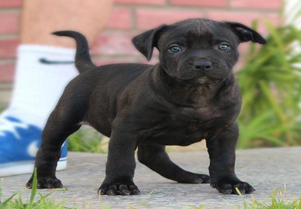Black Pitbull Puppy