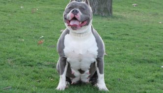 Blue nose pitbull dogs guide