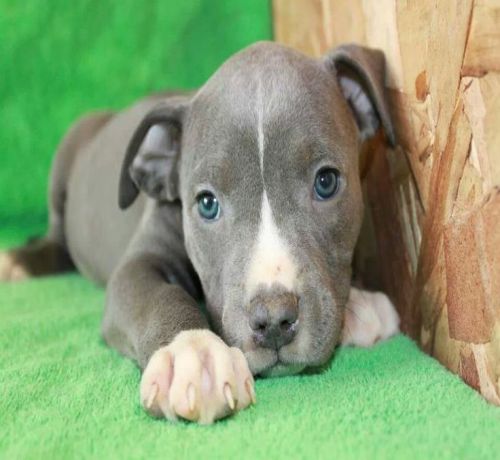 Blue Nose Pit Pups (2)