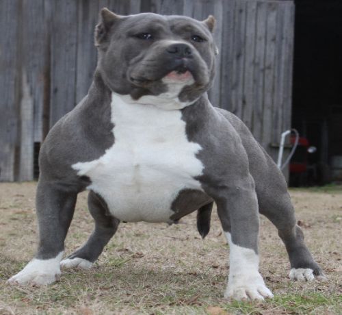 american blue pitbull