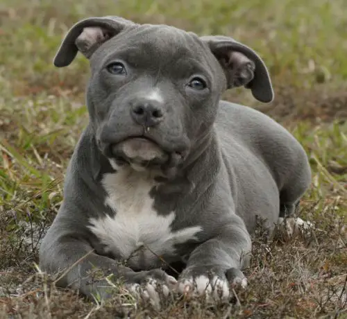 Pitbull Puppy Sitting in the grass