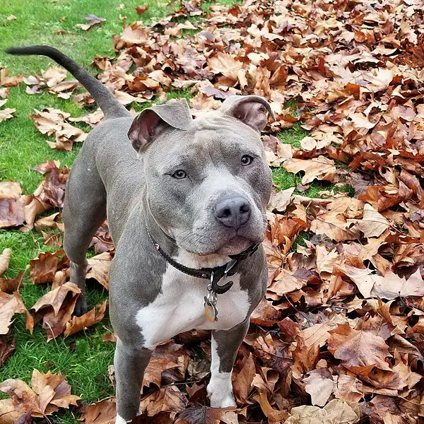 blue nose brindle pitbull female