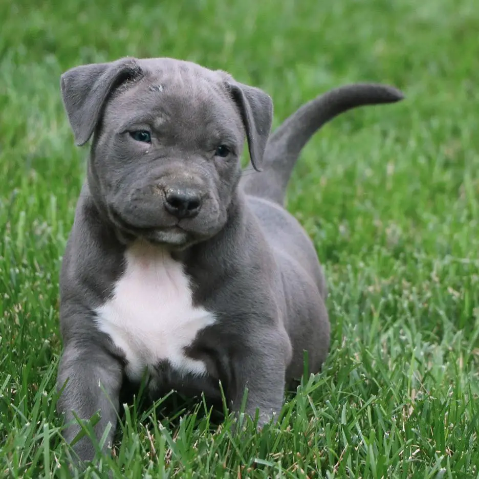 Cute Blue Nose Puppy playing in a grass