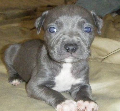 Blue Nose Pitbull Puppy Looking At You