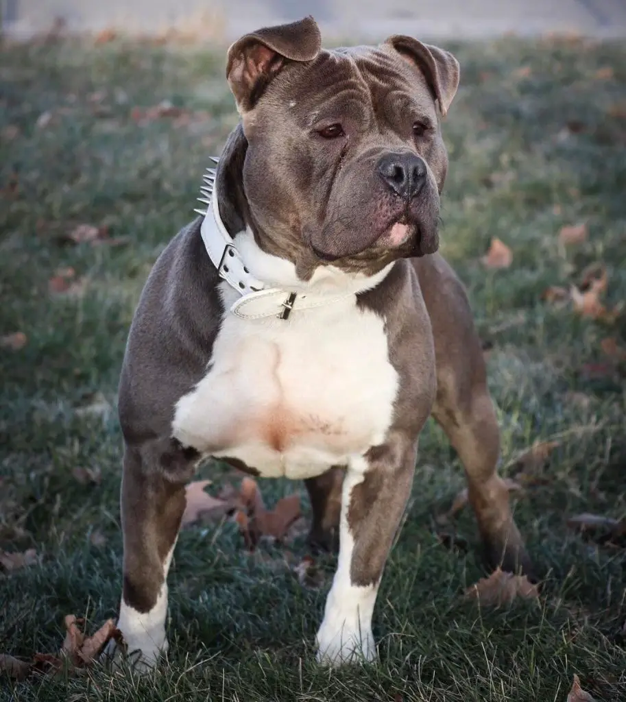 blue the pitbull