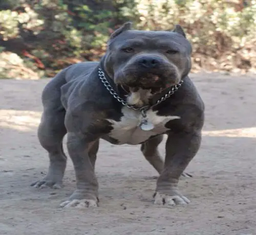 Blue Nose Pit With Collar