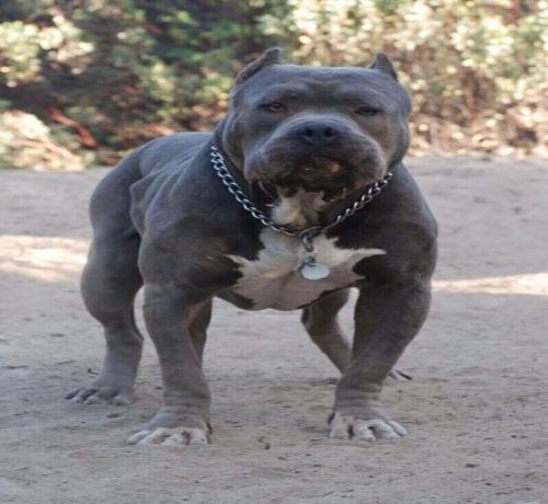 strong blue nose pitbull