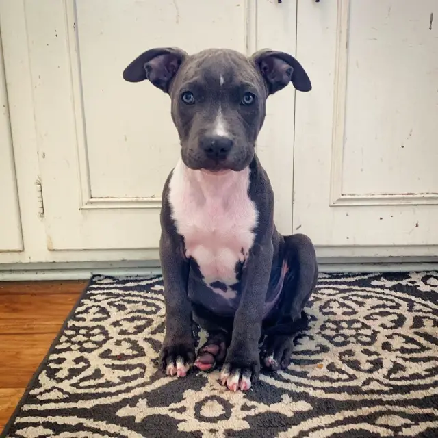 Cute Blue Nose Pup