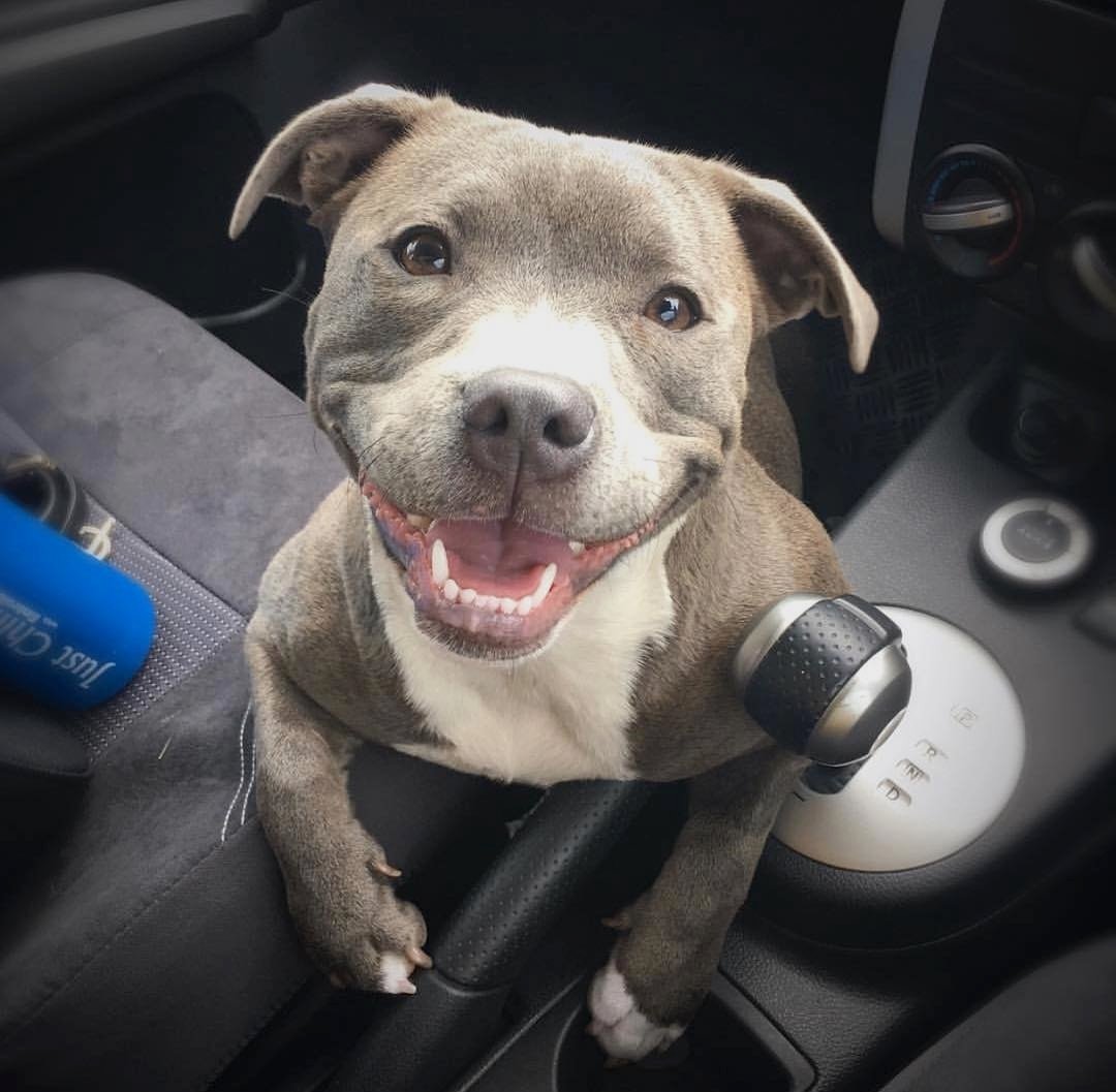 Cute and Adorable Pit Inside the car