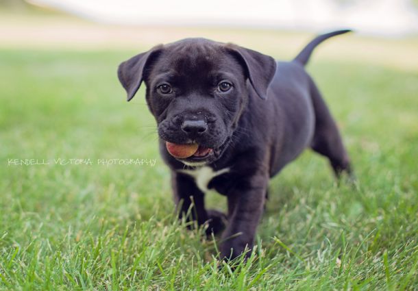 Cute Black Pitbull Biting the Ball