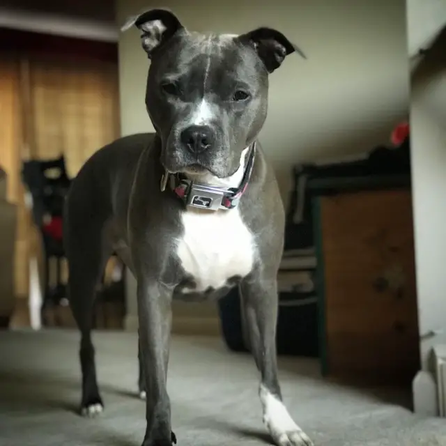 Blue Pit with collar