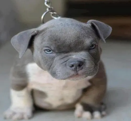 Cute Serious Blue Colored Nose Pitbull Puppy