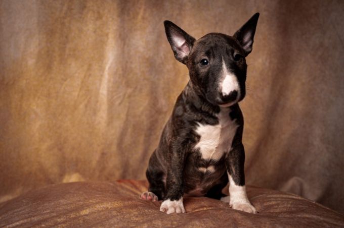 Cute Pitbull types #5 Miniature Bull Terrier