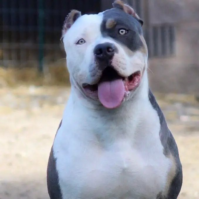 small pitbull breeds