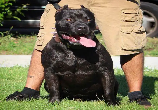 Black American Pit Bull Dogs.