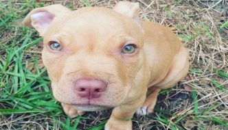 Red Nose Pit Bull Puppy Cute