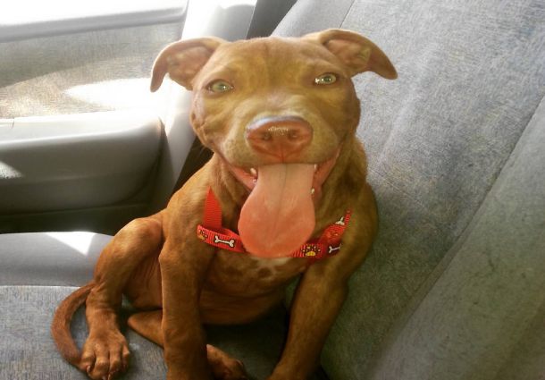 Red Nose Pit Bull in Couch