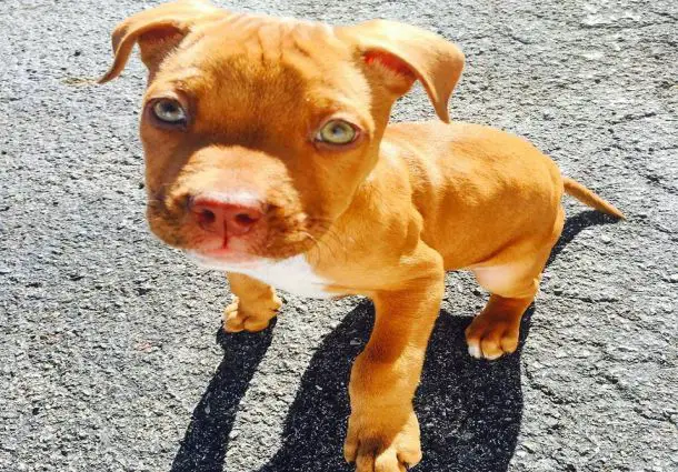 Red nose pitbull puppy