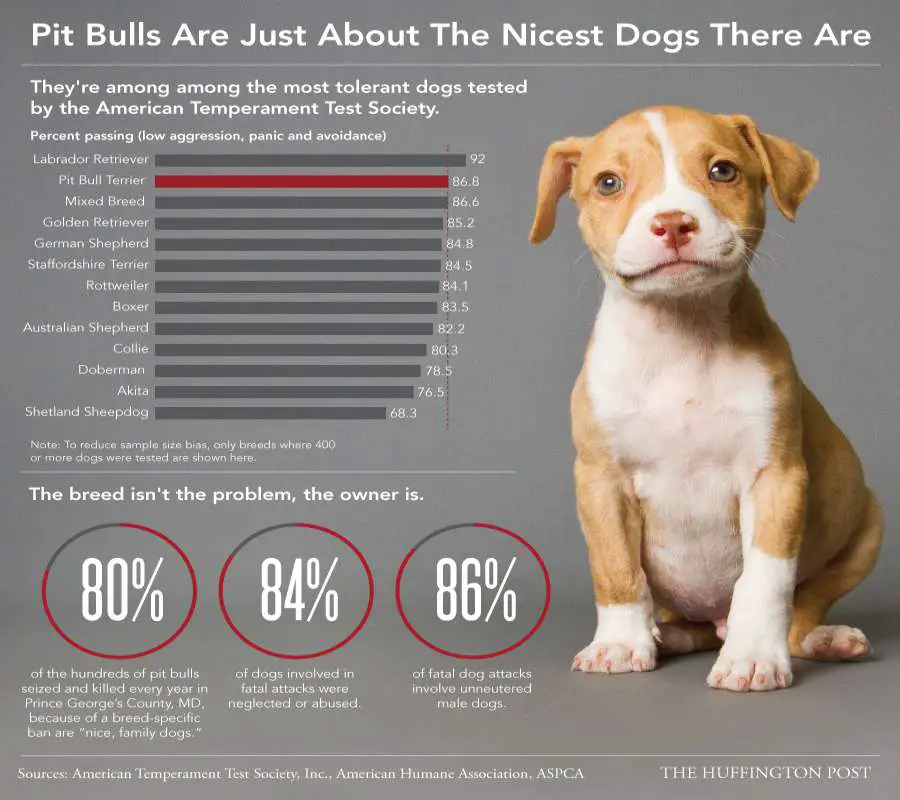 Pit bull dogs Breed Infographic